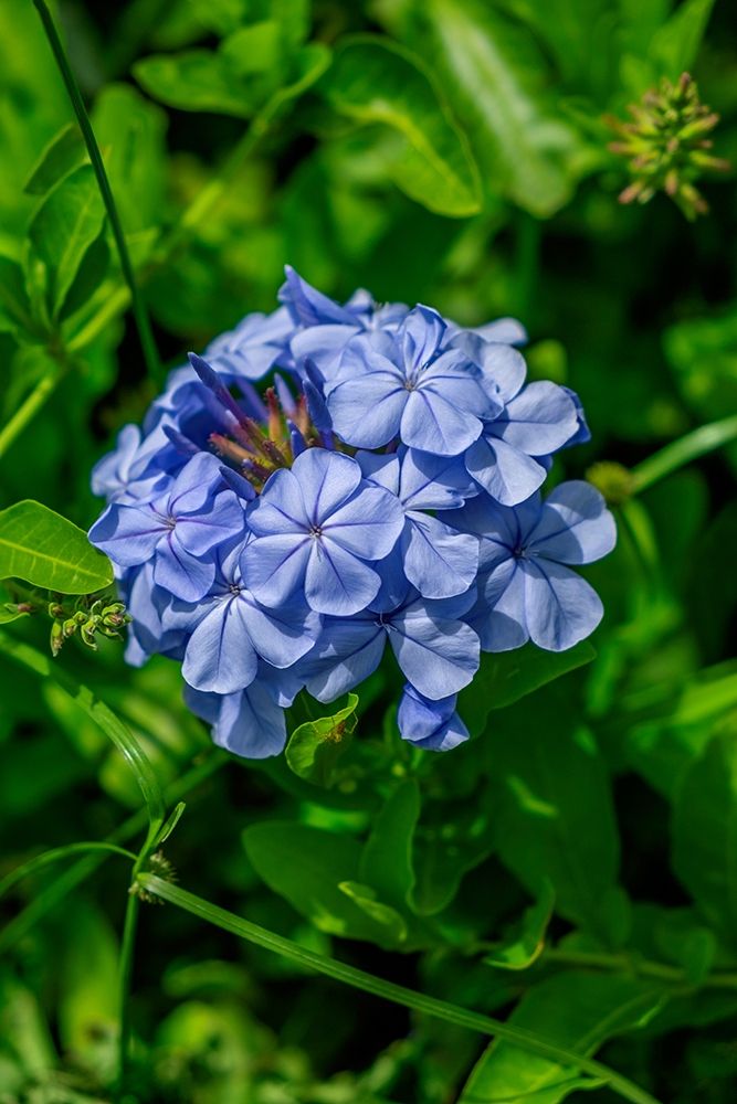 Plumbago plant